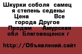 Шкурки соболя (самец) 1-я степень седены › Цена ­ 12 000 - Все города Другое » Продам   . Амурская обл.,Благовещенск г.